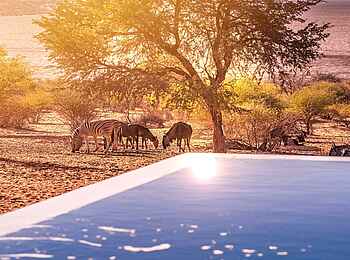 Bagatelle Kalahari Boutique Farmhouse: Am Wasserloch Bagatelle Kalahari Boutique Farmhouse: Am Wasserloch