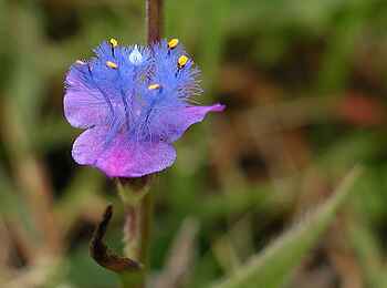 Chintheche Inn: Tropische Flora Chintheche Inn: Tropische Flora