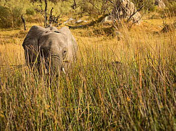 Duba Explorers Camp: Ein Elefant im Schilf