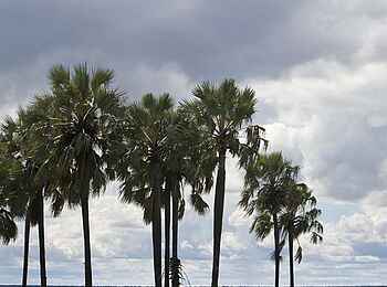 Etosha: Antilopenwanderung