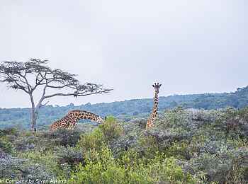 Hatari Lodge: Giraffen im Busch