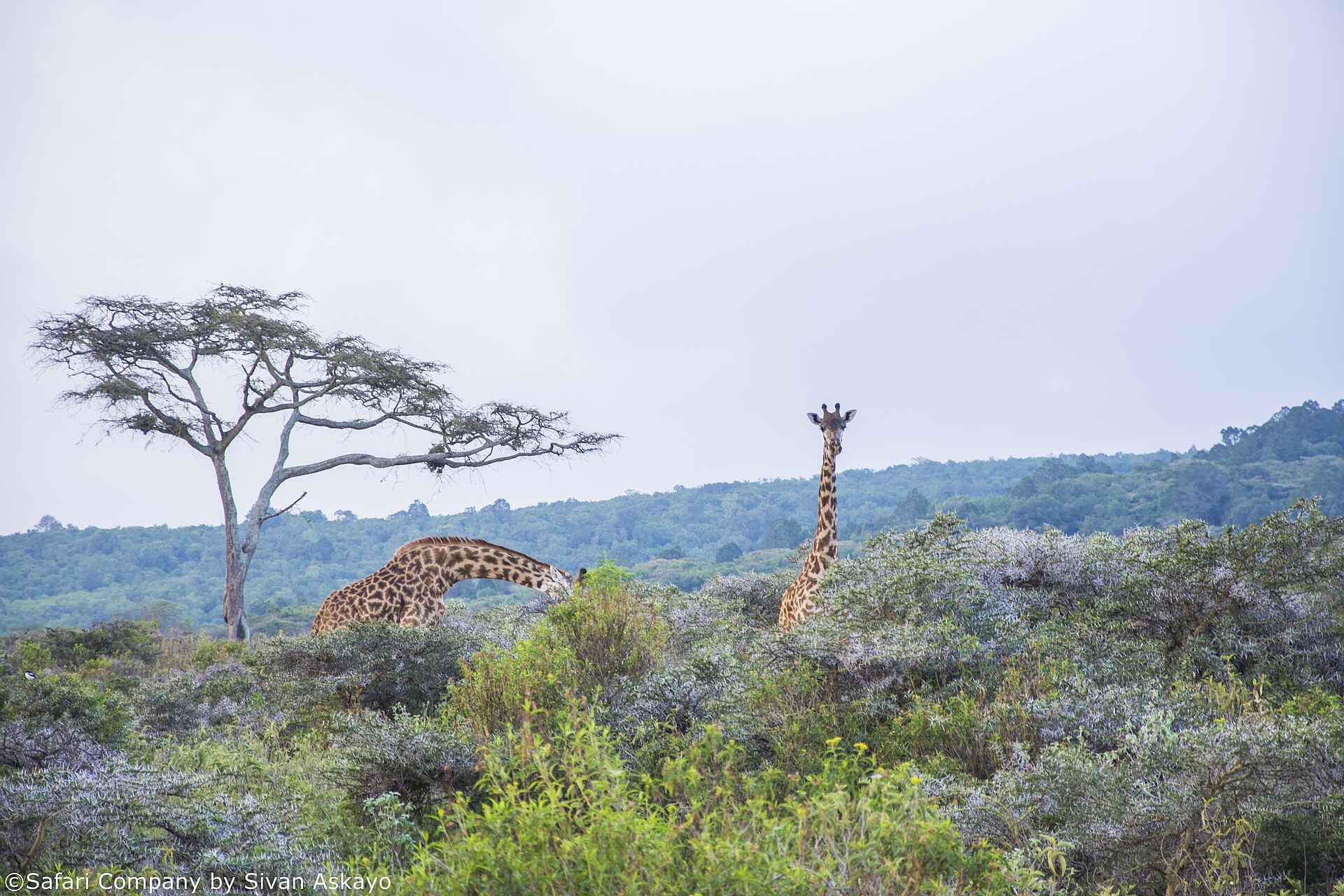 Hatari Lodge: Giraffen im Busch