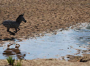 Kigelia Camp: Zebra am Flussufer Kigelia Camp: Zebra am Flussufer