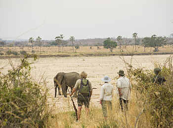 Kwihala Camp: Nah am Elefanten