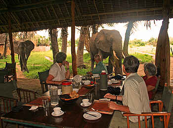 Lake Manze Camp: Elefanten am Frühstückstisch Lake Manze Camp: Elefanten am Frühstückstisch