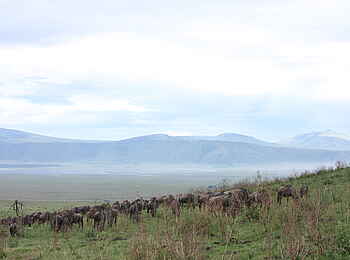 Lemala Ngorongoro: Gnuherde Lemala Ngorongoro: Gnuherde