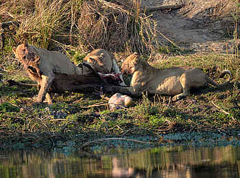 Leopard Lodge: Eine Antilope wird zerrissen