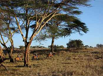 Lewa Safari Camp: Reiten