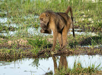 Little Mombo Camp: Pavian