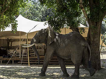 Little Ruckomechi Camp: Elefant vor dem Camp