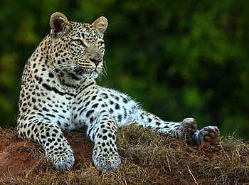 Long Lee Manor Lodge: Leopard Long Lee Manor Lodge: Leopard