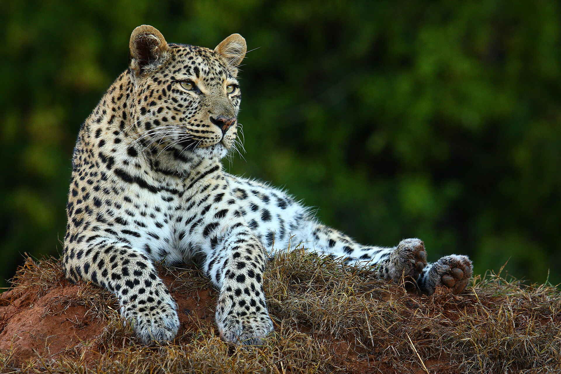 Long Lee Manor Lodge: Leopard