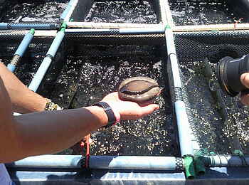 Lüderitz Nest Hotel: Abalone-Farm