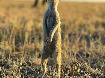 Moela Safari Lodge: Erdmännchen