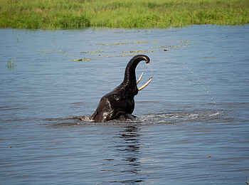 Muchenje Safari Lodge: Badender Elefant