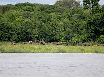 Murchison Falls National Park: Elefanten am Nil Murchison Falls National Park: Elefanten am Nil