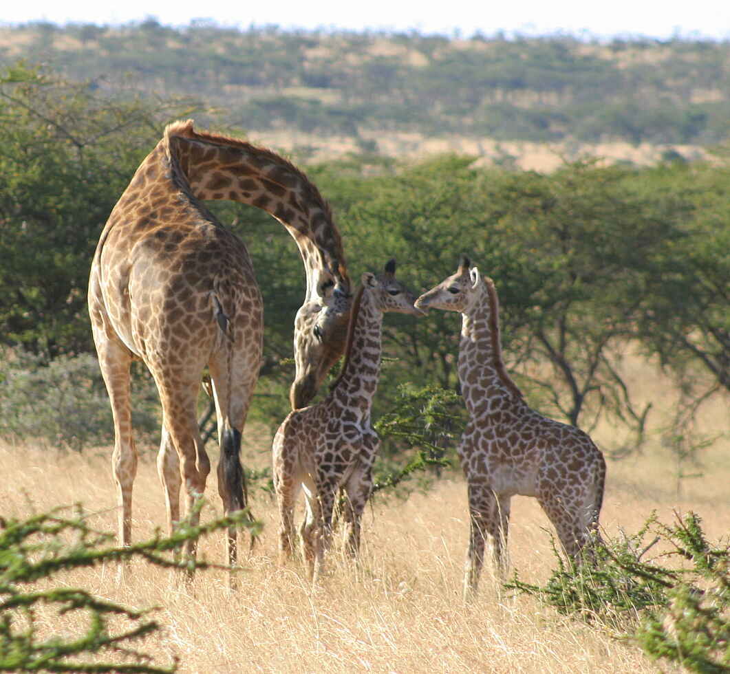 Naboisho Camp: Giraffen