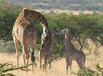 Naboisho Camp: Giraffen