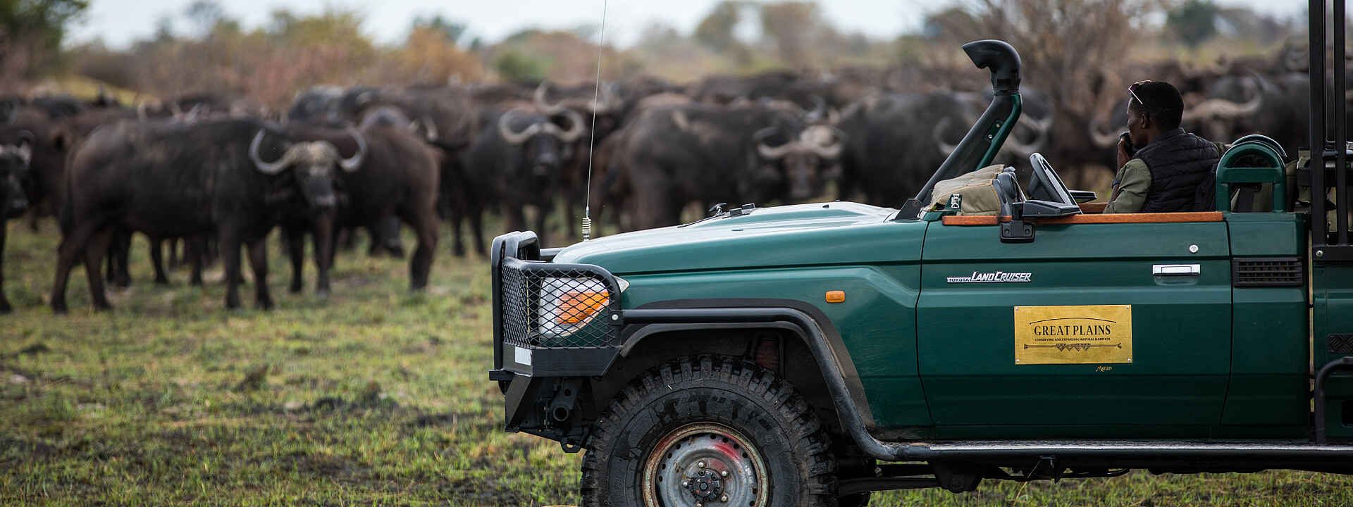 Eine Büffelherde vor dem Pirschfahrzeug