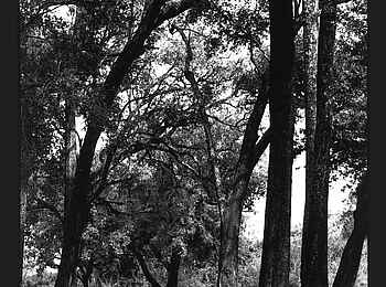 Robin Pope Safaris: Vorbereitungen für ein Bush Brunch