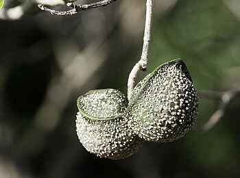 Rocktail Beach Camp: Toad-Tree-Frucht