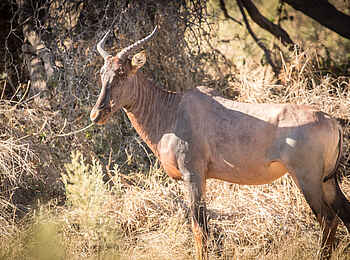 Rra Dinare Camp: Tsessebe