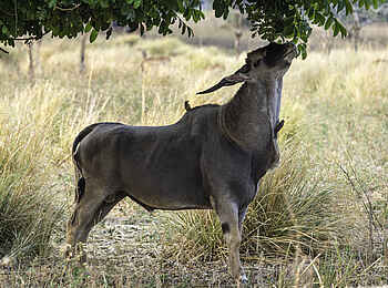 Ruckomechi Camp: Antilope nagt am Baum Ruckomechi Camp: Antilope nagt am Baum
