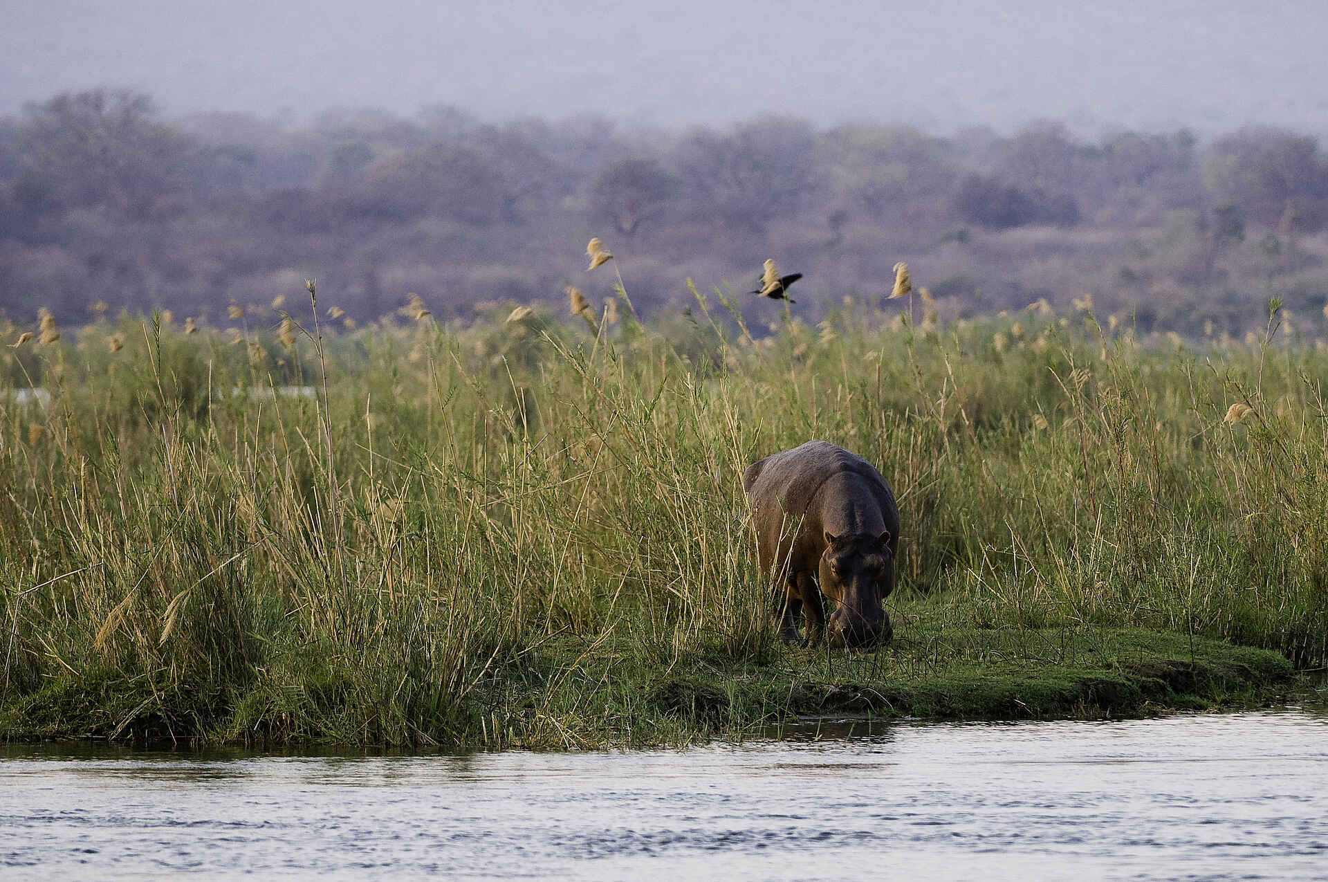 mana pools ruckomechi camp, mana pools safari, ruckomechi, ruckomechi camp, ruckomechi camp bilder, ruckomechi lodge, sambesi safari, nilpferd, sambesi, tiere