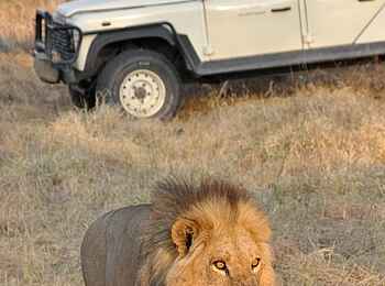 Sango Safari Camp: Löwe