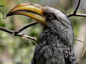Sango Safari Camp: Yellow Billed Hornbill