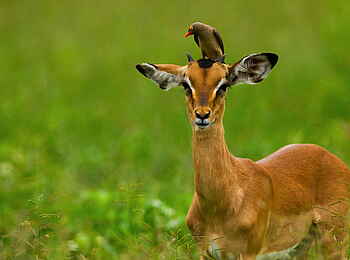 Selinda Suite: Impala mit Oxpecker
