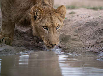 Singita Elela Luxury Lodge: Ein durstiger Löwe am Wasser Singita Elela Luxury Lodge: Ein durstiger Löwe am Wasser