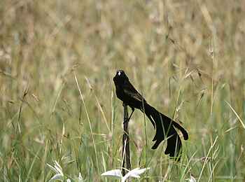 Sleeping Warrior Lodge: Birdwatching Sleeping Warrior Lodge: Birdwatching