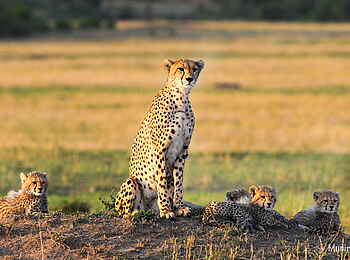 Tipilikwani Mara Camp: Gepardenfamilie