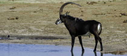 Hwange