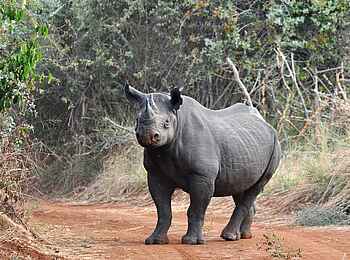 Ruzizi Tented Lodge: Ein mächtiges Nashorn kreuzt den Weg