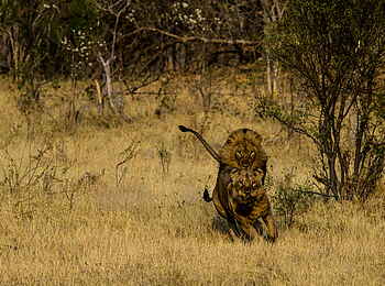 Selinda Camp: Löwenkampf