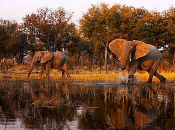 Selinda Explorers Camp: Aufgebrachter Elefant Selinda Explorers Camp: Aufgebrachter Elefant