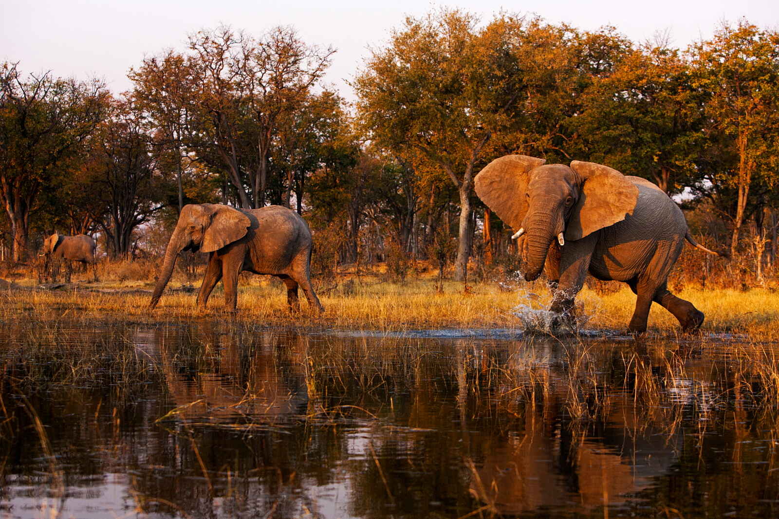 Selinda Explorers Camp: Aufgebrachter Elefant Selinda Explorers Camp: Aufgebrachter Elefant