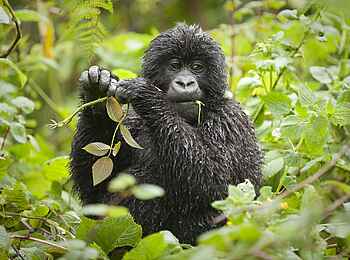 Volcanoes Virunga Lodge: Nassgeregnetes Gorilla-Kind Volcanoes Virunga Lodge: Nassgeregnetes Gorilla-Kind