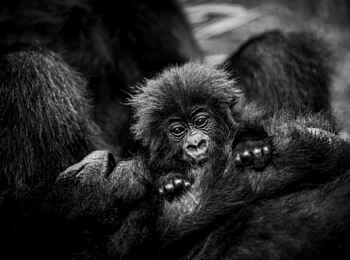 Bisate Lodge: Gorillababy