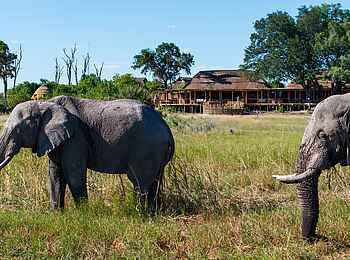 Camp Tawana: Elefanten vor dem Camp Camp Tawana: Elefanten vor dem Camp