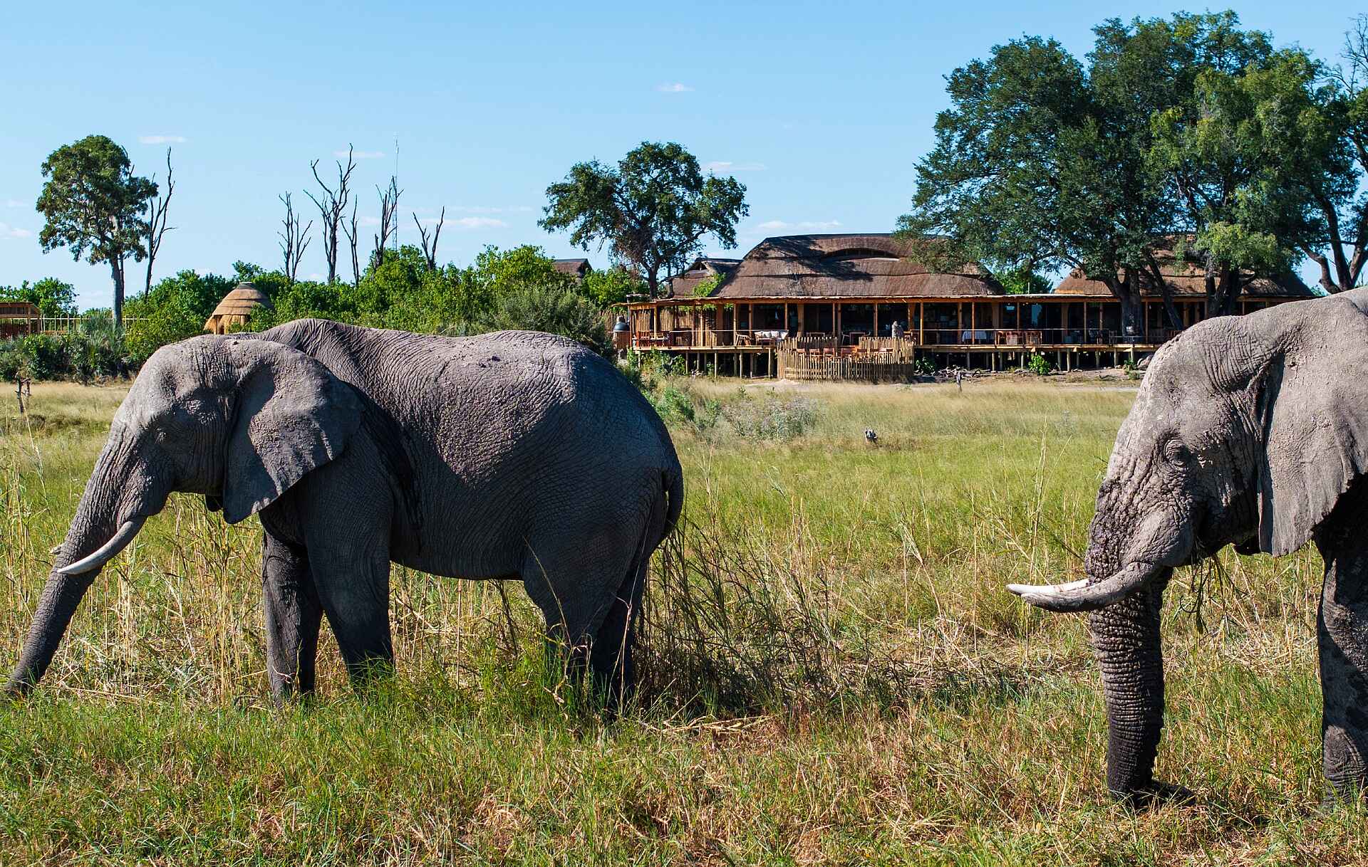 Camp Tawana: Elefanten vor dem Camp