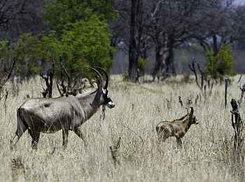 Davison's Camp: Pferdeantilopen Davison's Camp: Pferdeantilopen