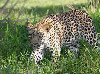 Dinaka Lodge: Leopard auf der Pirsch