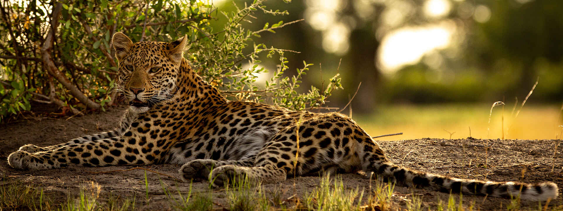 Ein Leopard liegt im Gras der Savanne