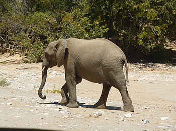 Fort Sesfontein: Ein Elefant