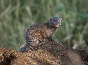 Kambaku River Sands: Eine Manguste Kambaku River Sands: Eine Manguste