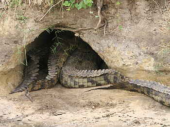 Katuma Bush Lodge: Schwänze dreier Krokodile ragen aus einem Erdloch