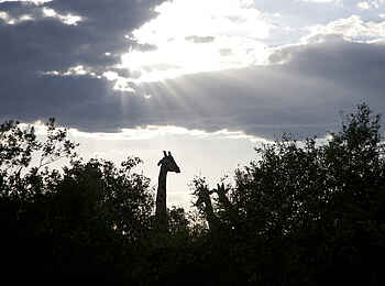 Kiba Point Selous: Giraffe am Abend